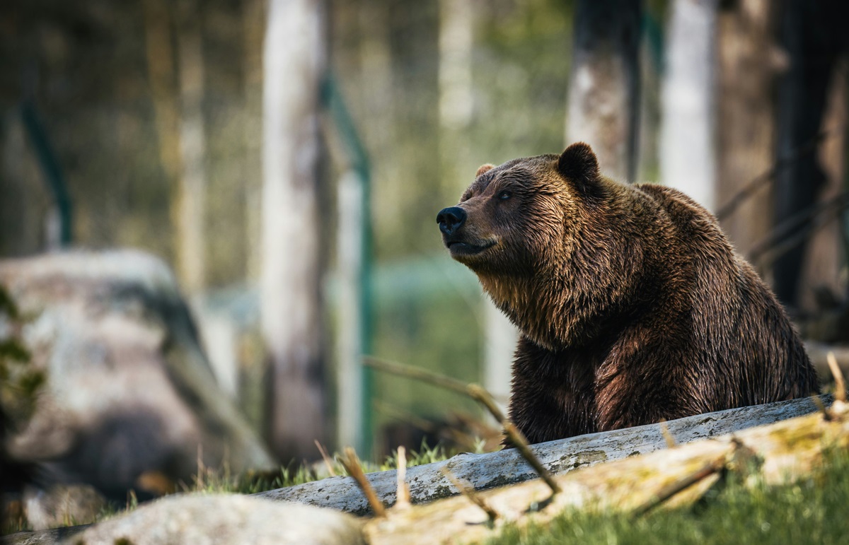 Ведмідь. Фото: Unsplash