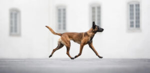 Премія Dog Photography Awards обрала найкращі світлини собак (ФОТО)
