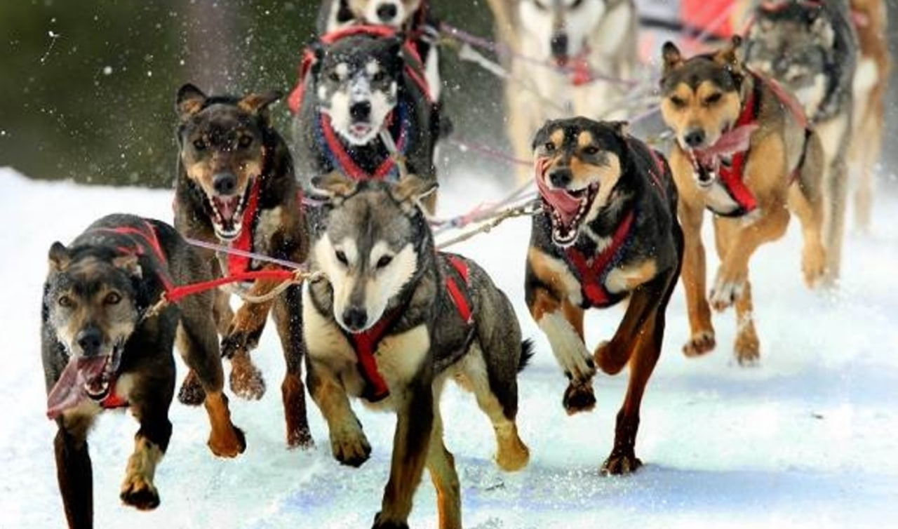 Канада виплатить компенсацію інуїтам за вбивство собак. Фото: animal.in.ua